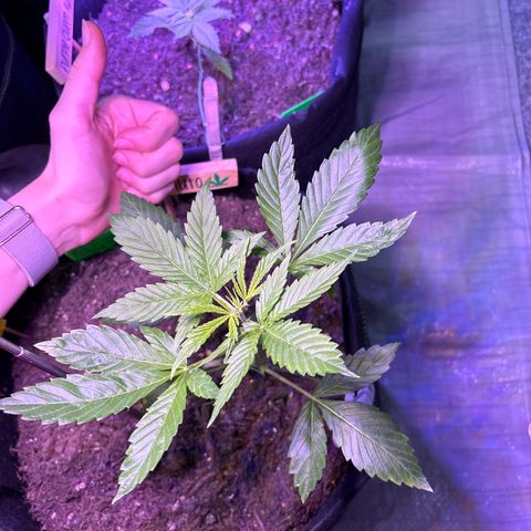Cherry Pie Automatic growlog timeline photo