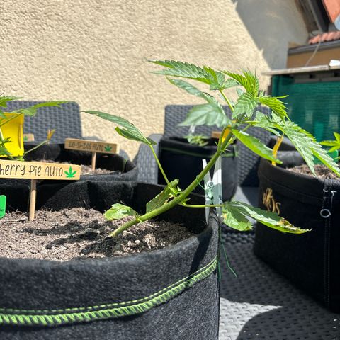 Cherry Pie Automatic growlog timeline photo