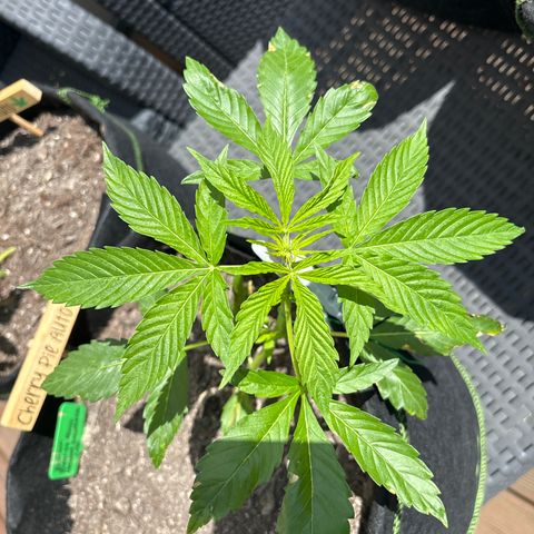 Cherry Pie Automatic growlog timeline photo