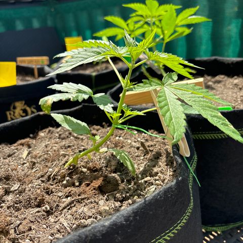 Do-Si-Dos growlog timeline photo