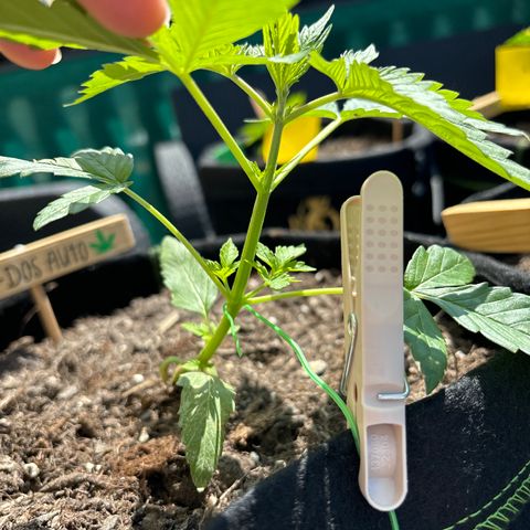 Do-Si-Dos growlog timeline photo