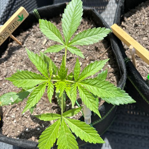 Do-Si-Dos growlog timeline photo