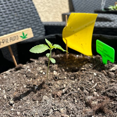Cherry Pie Auto growlog timeline photo