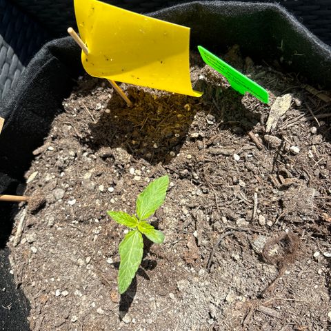 Cherry Pie Auto growlog timeline photo