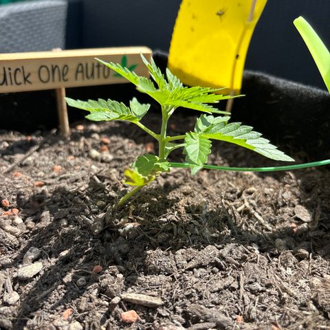 Quick One growlog timeline photo