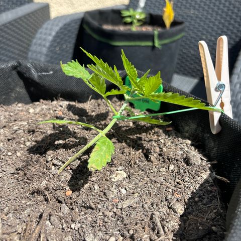 Purple Queen growlog timeline photo
