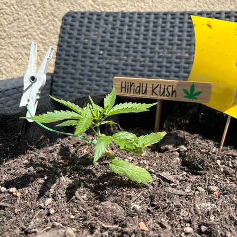 Hindu Kush growlog timeline photo