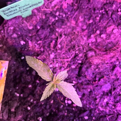 Cherry Pie Auto growlog timeline photo