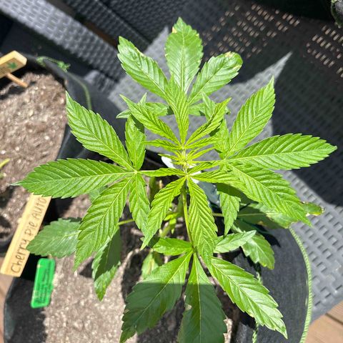 Cherry Pie Automatic growlog timeline photo