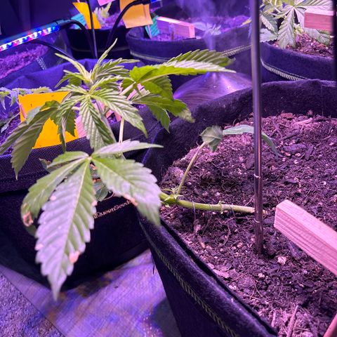 Cherry Pie Automatic growlog photo: LST und untersten Blätter entfernt