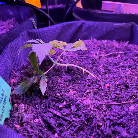 Purple Queen growlog photo: LST und unteren Blätter entfernt