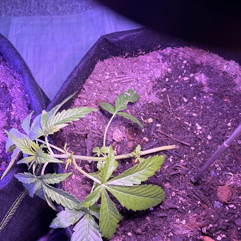 Do-Si-Dos growlog photo: LST und untere Blätter entfernt