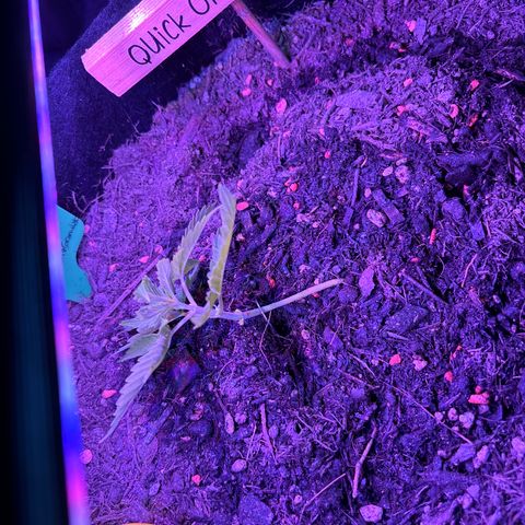 Quick One growlog photo: LST und untere Blätter entfernt