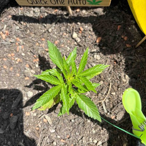 Quick One growlog timeline photo
