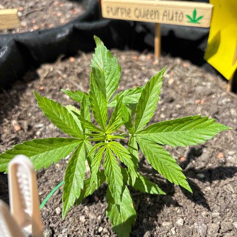Purple Queen growlog timeline photo