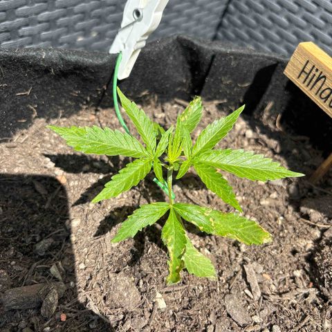 Hindu Kush growlog timeline photo