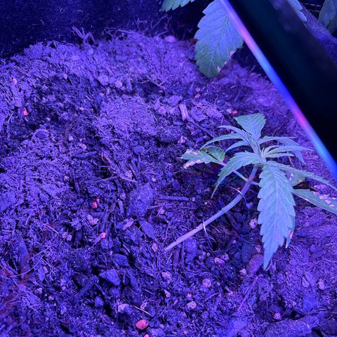 Hindu Kush growlog photo: LST und untere Blätter entfernt