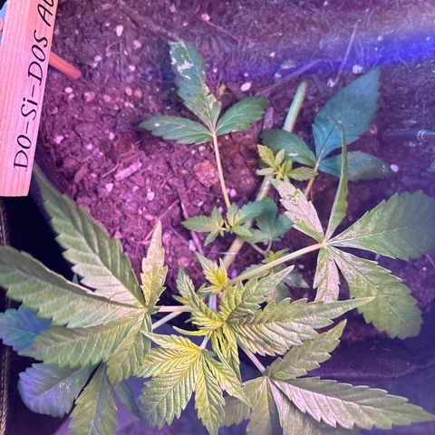 Do-Si-Dos growlog timeline photo