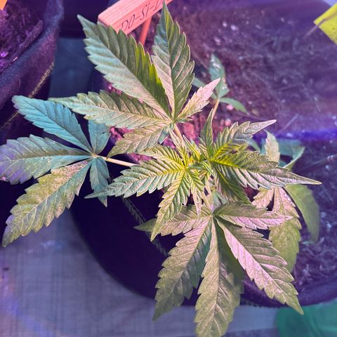Do-Si-Dos growlog timeline photo