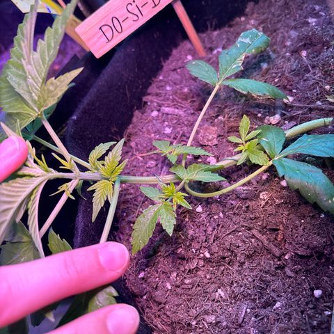 Do-Si-Dos growlog timeline photo