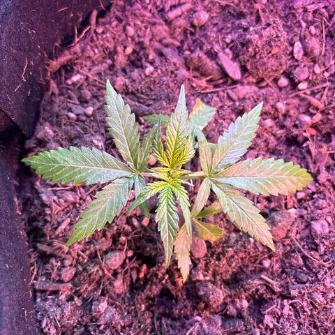 Hindu Kush growlog timeline photo