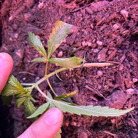 Hindu Kush growlog timeline photo