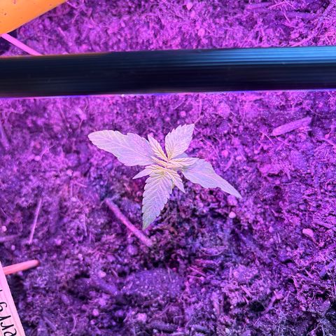 Cherry Pie Auto growlog timeline photo