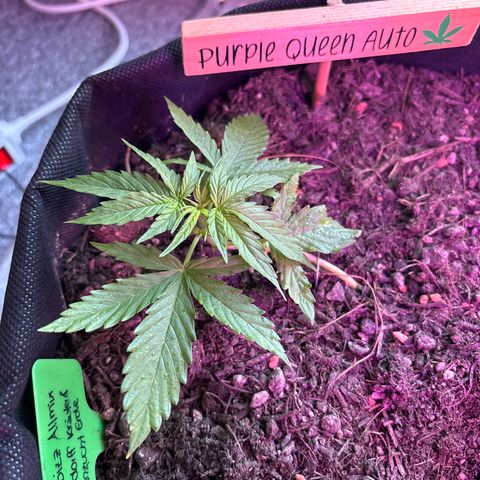 Purple Queen growlog timeline photo
