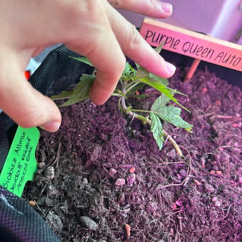 Purple Queen growlog timeline photo