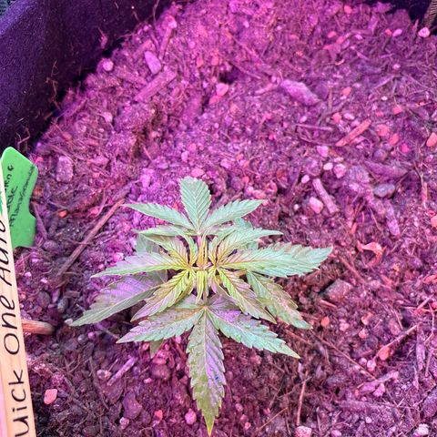 Quick One growlog timeline photo