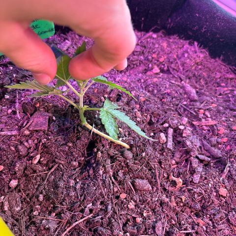Quick One growlog timeline photo