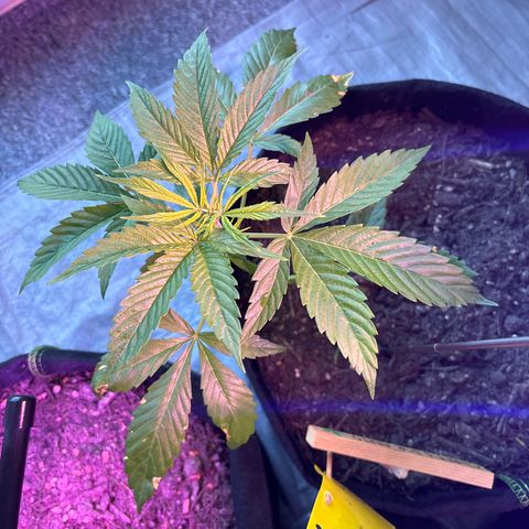 Cherry Pie Automatic growlog timeline photo