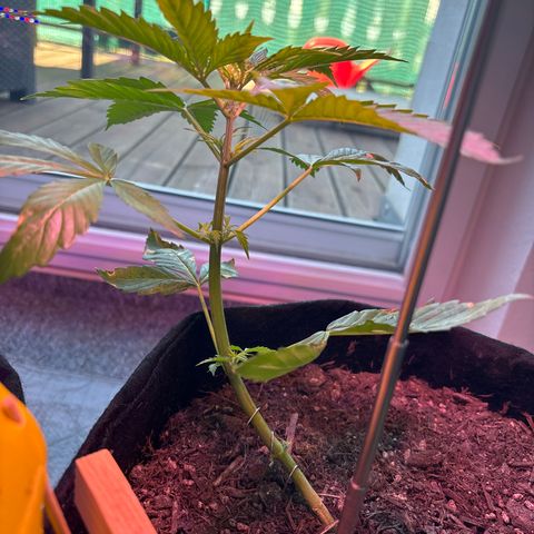 Cherry Pie Automatic growlog timeline photo