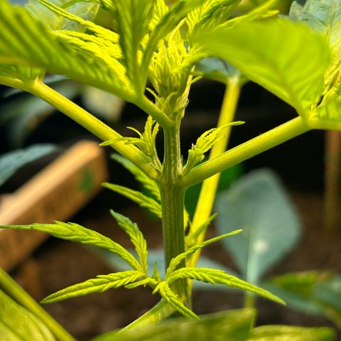 Cherry Pie Automatic growlog timeline photo