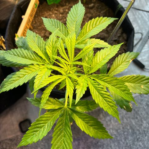 Cherry Pie Automatic growlog timeline photo
