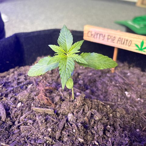 Cherry Pie Auto growlog timeline photo
