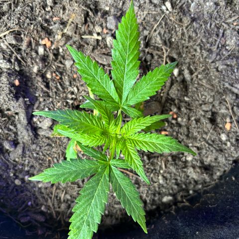 Hindu Kush growlog timeline photo