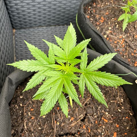 Purple Queen growlog timeline photo