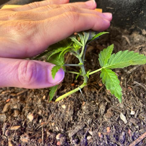 Quick One growlog timeline photo