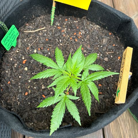 Hindu Kush growlog timeline photo
