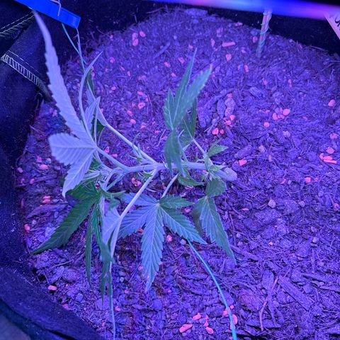 Quick One growlog timeline photo