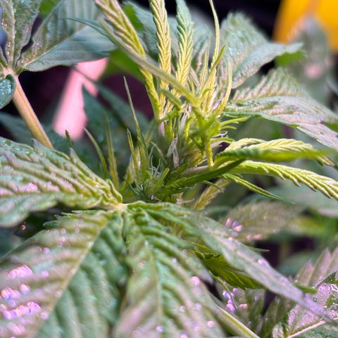 Cherry Pie Automatic growlog timeline photo