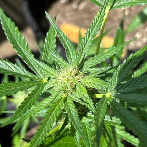 Purple Queen growlog timeline photo