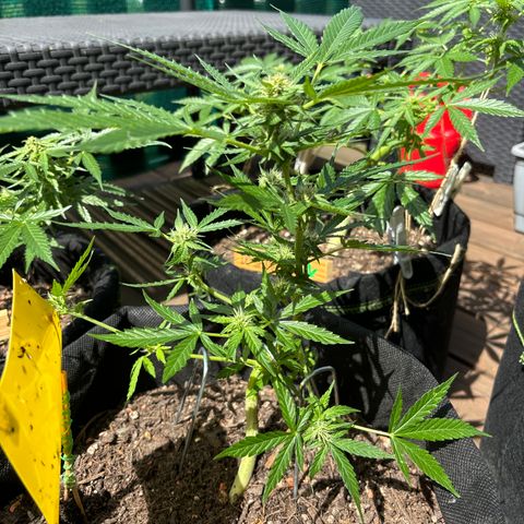 Purple Queen growlog timeline photo