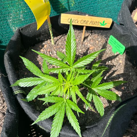 Quick One growlog timeline photo