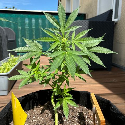 Cherry Pie Auto growlog timeline photo