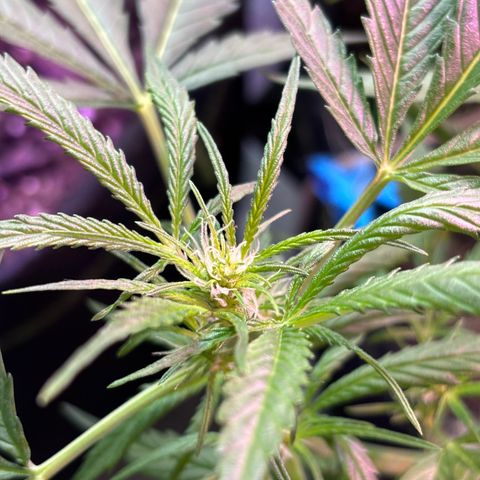 Cherry Pie Automatic growlog timeline photo