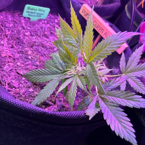Purple Queen growlog timeline photo