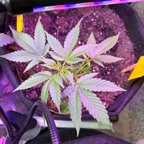 Cherry Pie Auto growlog timeline photo