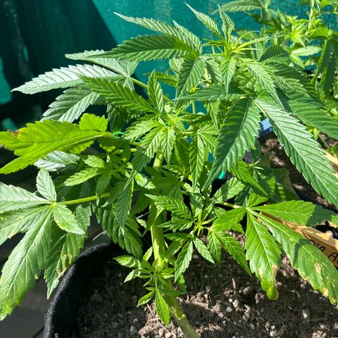 Cherry Pie Automatic growlog timeline photo